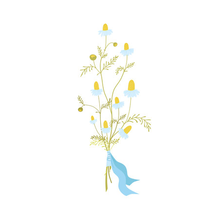 Neat bouquet of small chamomile flowers tied with a blue ribbon. Field herbs and medical plantsのイラスト素材