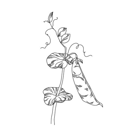Ripe pod of peas on the shoot of a plant with tendrils and leaves in line art a fragment of a vineのイラスト素材