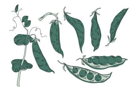 Graphic painted pea pods in green color, minimalistic line art of legumesのイラスト素材