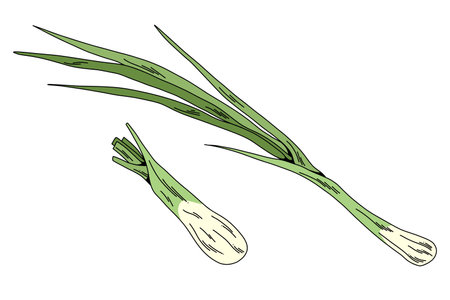 Fresh green onions drawing, botanical vegetable sketch in color for culinary and food projectsのイラスト素材
