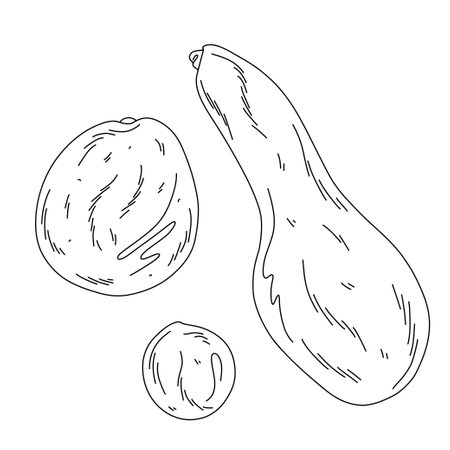 Linear contour illustration of avocado fruits of different shapes for designing layouts and coloringのイラスト素材