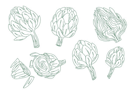Outline vegetable bundle with artichokes, minimal line drawing collection for food projectsのイラスト素材