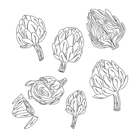 Artichoke line art set, hand drawn black and white vegetable illustrations for design and printsのイラスト素材