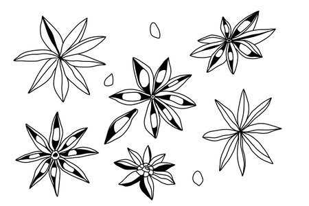Large outline set of linear spices, star anise with seeds in black on a white backgroundのイラスト素材
