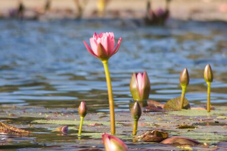 water lilies 2の写真素材