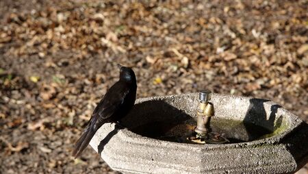 Black bird on a drinking fountainの写真素材