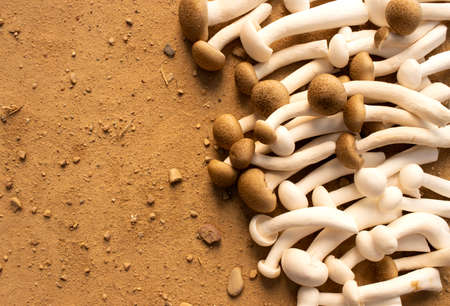 Varied white and brown mushrooms on earthy background, white and brown shimeji, scientific name Hypsizygus marmoreusの写真素材