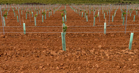 Young Vineyard  Vertical Shoot Positioned Trellis winegrapeの写真素材