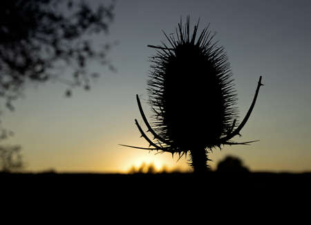 A thistle Silybum marianum against sunset lightの写真素材
