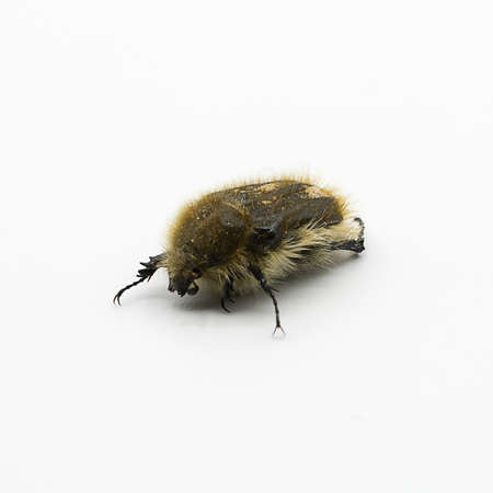 Flower beetle, Tropinota squalida isolated on white backgroundの写真素材