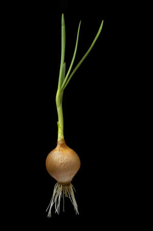 Onion bulbs sprout whit roots, isolated on Black background, vertical shootの写真素材