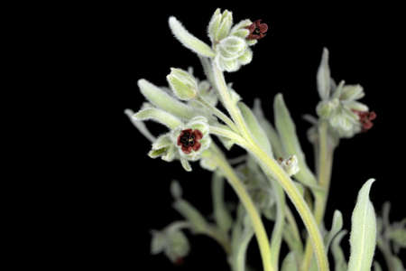 Pardoglossum cheirifolium, Pardoglossum is a monotypic genus of flowering plants belonging to the...