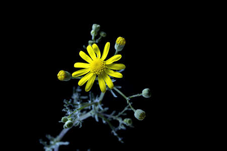 Senecio gallicus, an annual plant of the genus Senecio and family Asteraceae, is a species that colonizes isolated habitats with difficult environmental conditionsの写真素材