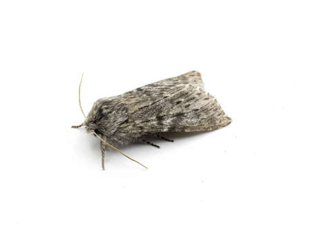 In the Mediterranean, the moth thaumetopoea pityocam, common name Pine processionary is one of the most important forest pests observed in pine forests. Attacks all species of the genus pineの写真素材