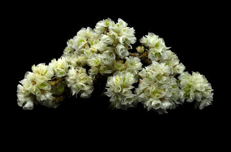 Paronychia argentea, commonly called Silver nailroot, Silvery Whitlow Wort, nevadilla, is a plant of...