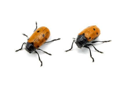 Lachnaia pubescens is a species of leaf beetles from the subfamily Cryptocephalinae. It is found...