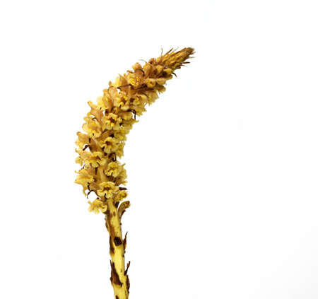 Ivy Broomrape Orobanche hederae yellow varietyの写真素材