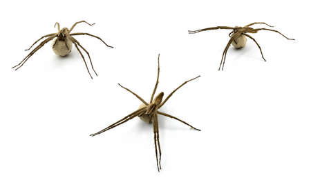 Lycosa tarantula, Wolf spider carrying a silk egg, Iberian Fauna, the largest spider on Europeの写真素材
