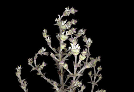 Studio shot, purple flowers, plant African sage, Salvia aethiopis