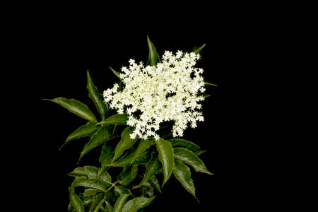 Close up flower and leaves of Elder Bush, Sambucus nigra, against black background, studio shotの写真素材