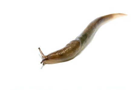A common ground slug, arion ater, moving on a white background