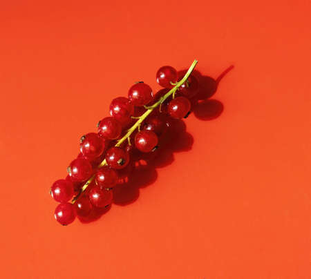 Top view of a bunch of red currants on orange backgroundの写真素材