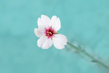epic and pretty isolated almond blossom flower on blue, light blue, pastel backgroundの写真素材