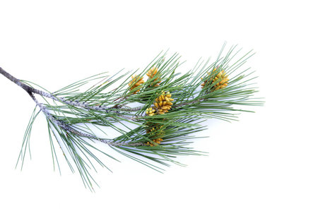 Studio photo of the leaves, branch and fruit of the Pinus halepensis tree, common name Aleppo pine...