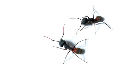 Camponotus cruentatus wood ant isolated on white background, macroの写真素材