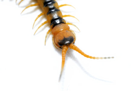 Detail of the head of a colorful cenitipede, scolopendra isolated on white background
