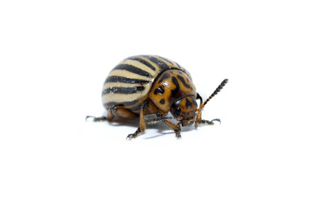 close up photo of Leptinotarsa decemlineata, Colorado potato beetle,  potato bug isolated, walking...