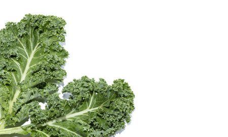 Two green leaves of the super nutritious vegetable called Kale, isolated on white background, copy spaceの写真素材