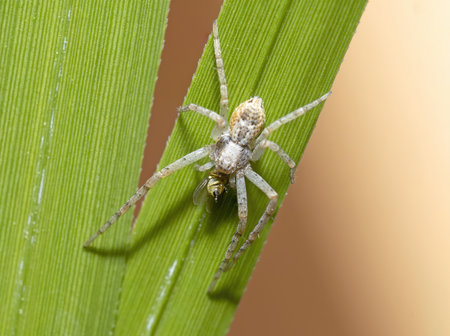 Small arachnid, Philodromus cespitum spider eating prey on a leafの写真素材