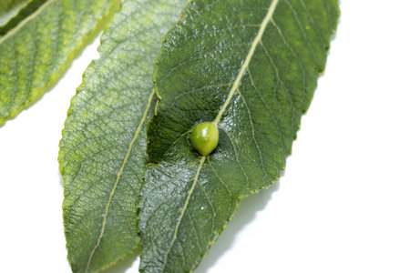cysts, eggs, on a green leaf laid by the insect Dasineura pellex is a species of mosquito in the...