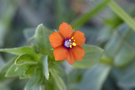Lysimachia arvensis, pimpinela arvensis, Anagallis arvensis, scarlet pimpernel, red pimpernel, red...