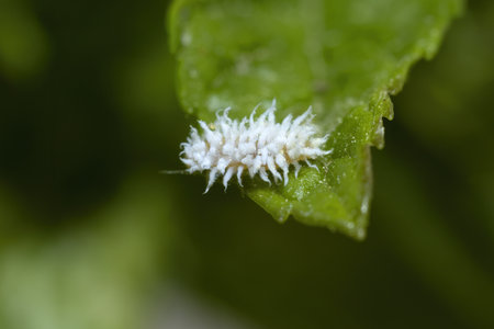 Planococcus citri, commonly known as the citrus mealybug isolated  on a green leaf, macro, top viewの写真素材