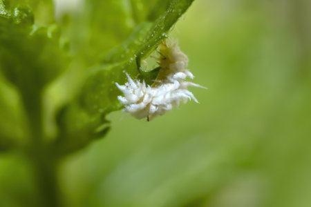 Planococcus citri, commonly known as the citrus mealybug isolated, photo on a green leaf, macro, top viewの写真素材