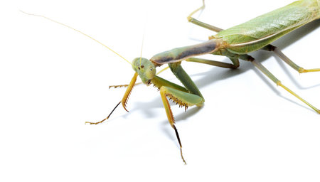 Praying mantis insect, studio photo, isolated on white background, close up, partial view