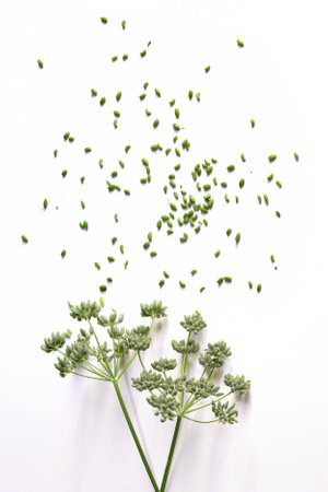 Green Fennel Seeds and Umbel on White Backgroundの写真素材