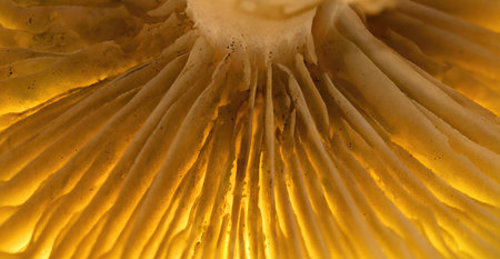 Macro Close-up of Mushroom Gills with Warm Lightingの写真素材