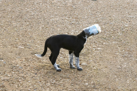 Dog with Head Stuck in a Plastic Bottle Wandering on Gravel Groundの写真素材