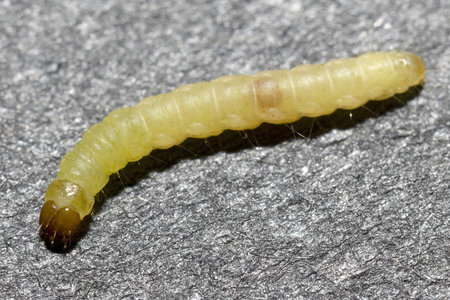 Macro Shot of a Clothes Moth Larva on a Textured Gray Surface, Tineola bisselliella larva
