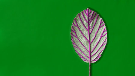 Vivid Leaf with Purple Veins on Bright Green Backgroundの写真素材