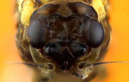 Extreme Close-Up of a Mayfly, Ephemeroptera Head Showing Compound Eyes and Detailed Anatomy