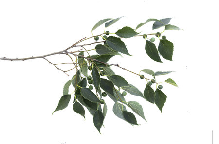 Celtis Australis, almez, Lledoner, Latonero, Lidon, plant, studio shot, isolated on white background
