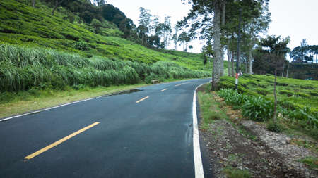 line street, a tea plantation located in the ciwidey area, Indonesiaの写真素材
