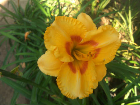very beautiful flower .ciwidey, indonesiaの写真素材