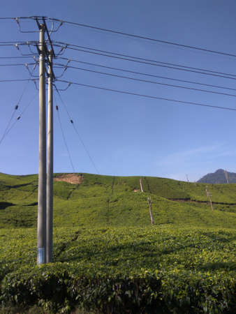 natural scenery, mountains, tea plantations in ciwidey area, indonesiaの写真素材