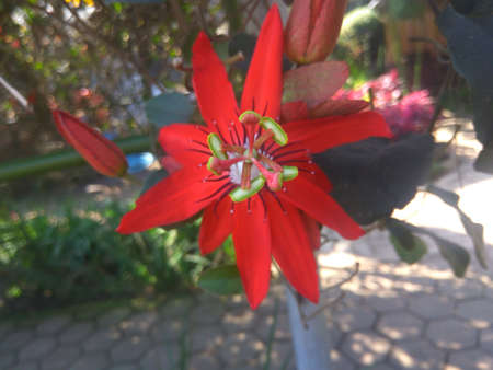 very beautiful flower .ciwidey, indonesiaの写真素材