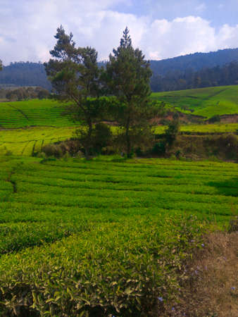 tea plantation ciwidey, indonesiaの写真素材